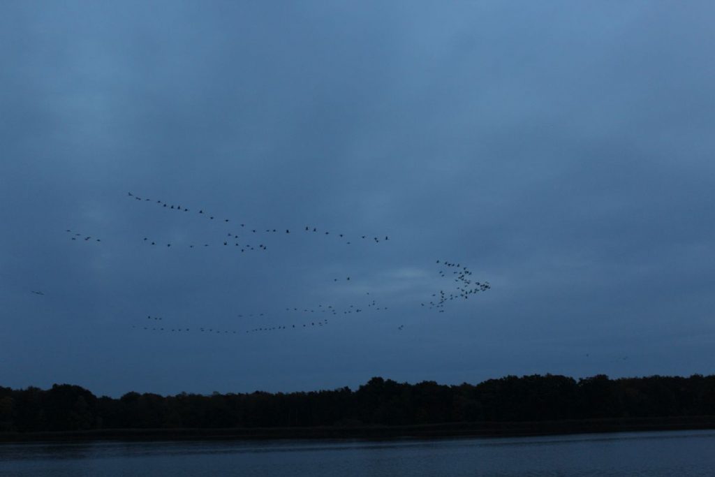 Vogelbeobachtung Altfriedland
