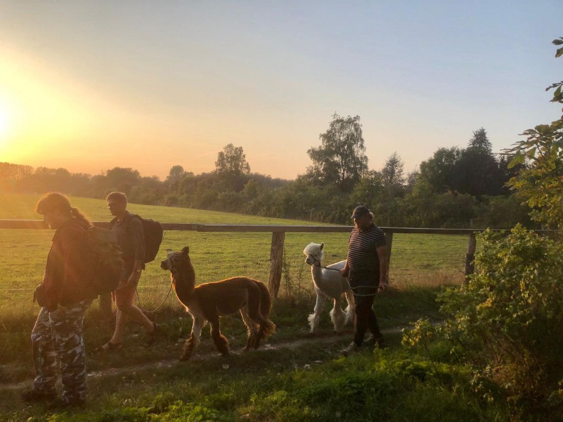 ein Spaziergang mit Alpakas